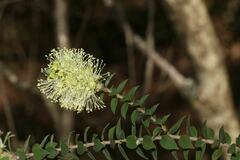 Melaleuca squarrosa