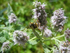 Mentha longifolia
