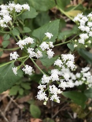 Ageratina jucunda