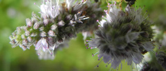 Mentha longifolia