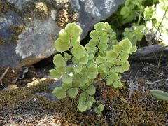 Adiantum chilense