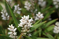 Leucopogon australis
