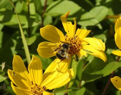 Bombus vagans bolsteri