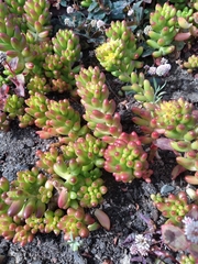 Sedum × rubrotinctum