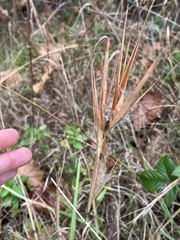 Andropogon gyrans