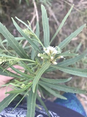 Baccharis salicifolia
