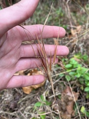Andropogon gyrans