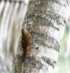 Dendrexetastes rufigula