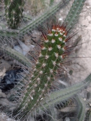 Borzicactus sepium