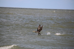 Phalacrocorax carbo