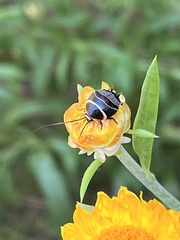 Ellipsidion australe