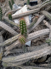 Borzicactus sepium