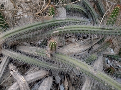 Borzicactus sepium