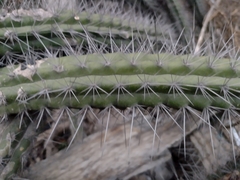 Borzicactus sepium