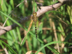 Hydrobasileus brevistylus