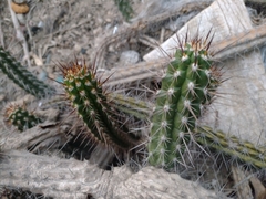 Borzicactus sepium