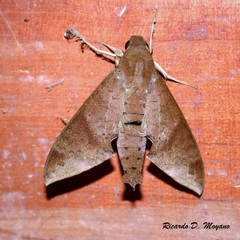 Pachylioides resumens