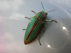 Buprestis aurulenta