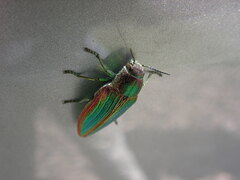 Buprestis aurulenta