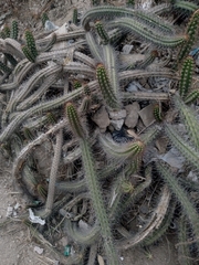 Borzicactus sepium