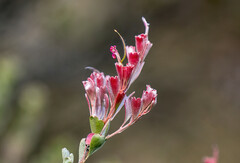 Adenanthos