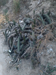 Borzicactus sepium