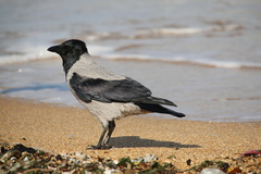 Corvus cornix
