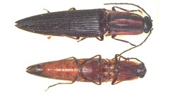 Parablax quinquesulcatus