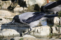 Corvus cornix