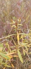 Hypericum prolificum