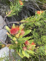 Leucospermum oleifolium