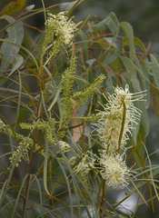 Grevillea parallela