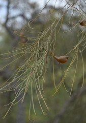 Hakea persiehana