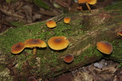 Heimiomyces