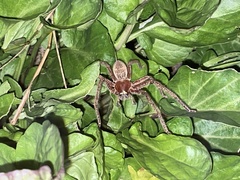 Neosparassus diana