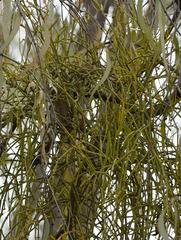 Viscum articulatum
