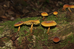 Heimiomyces