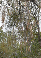 Amyema biniflora