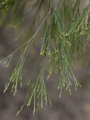 Exocarpos cupressiformis