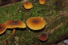 Heimiomyces