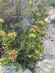 Leucospermum oleifolium