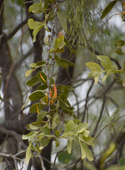 Dendrophthoe glabrescens