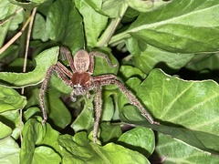Neosparassus diana