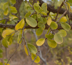 Petalostigma banksii