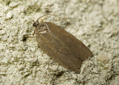 Acleris sparsana