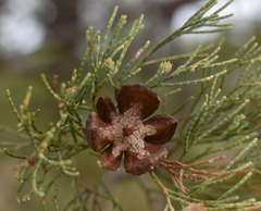 Callitris columellaris