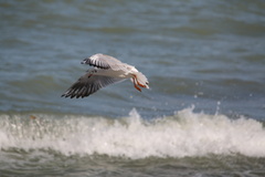 Chroicocephalus ridibundus