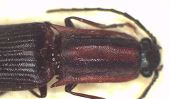 Parablax quinquesulcatus