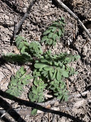Hydrophyllum occidentale