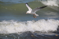 Chroicocephalus ridibundus